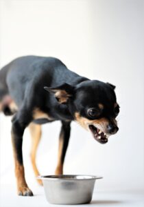 Dog Bites